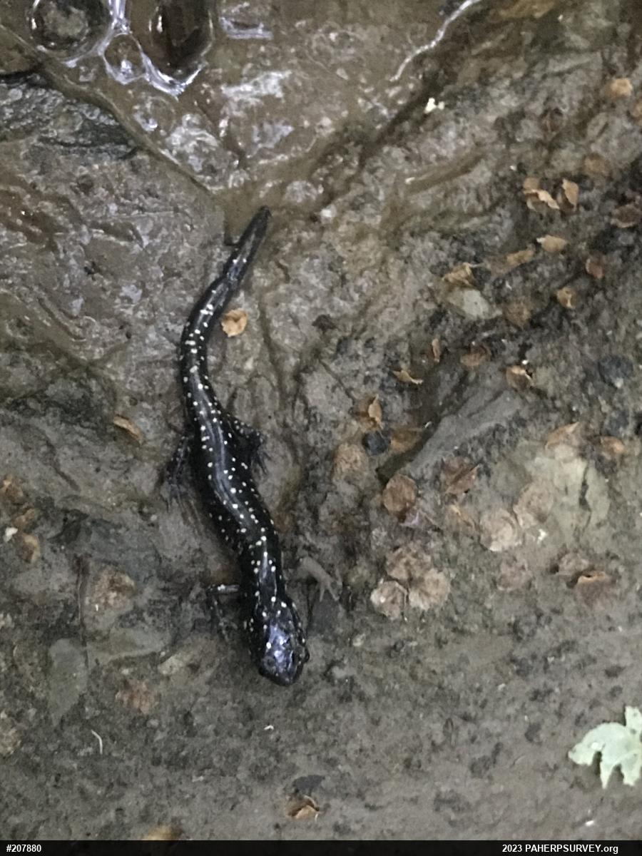 Northern Slimy Salamander