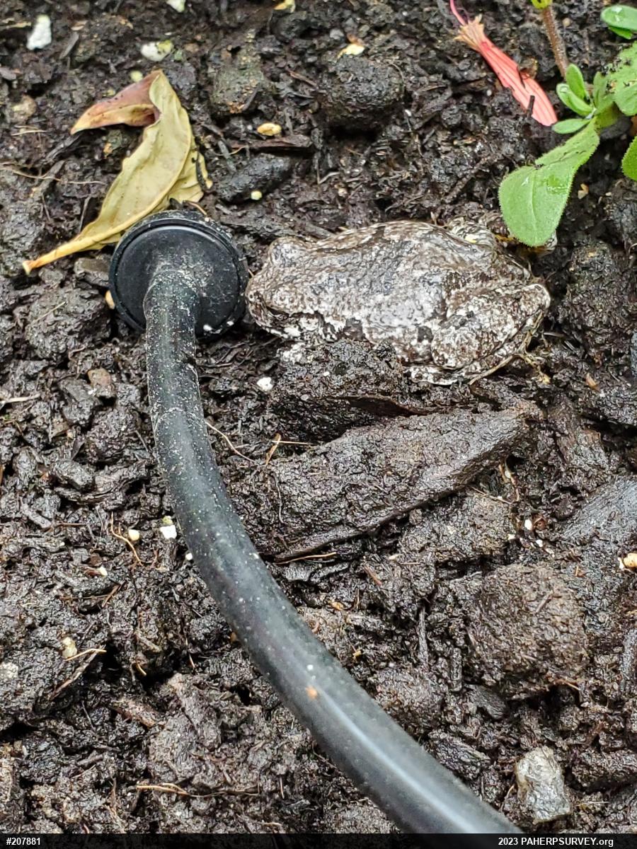 Unknown Gray Treefrog