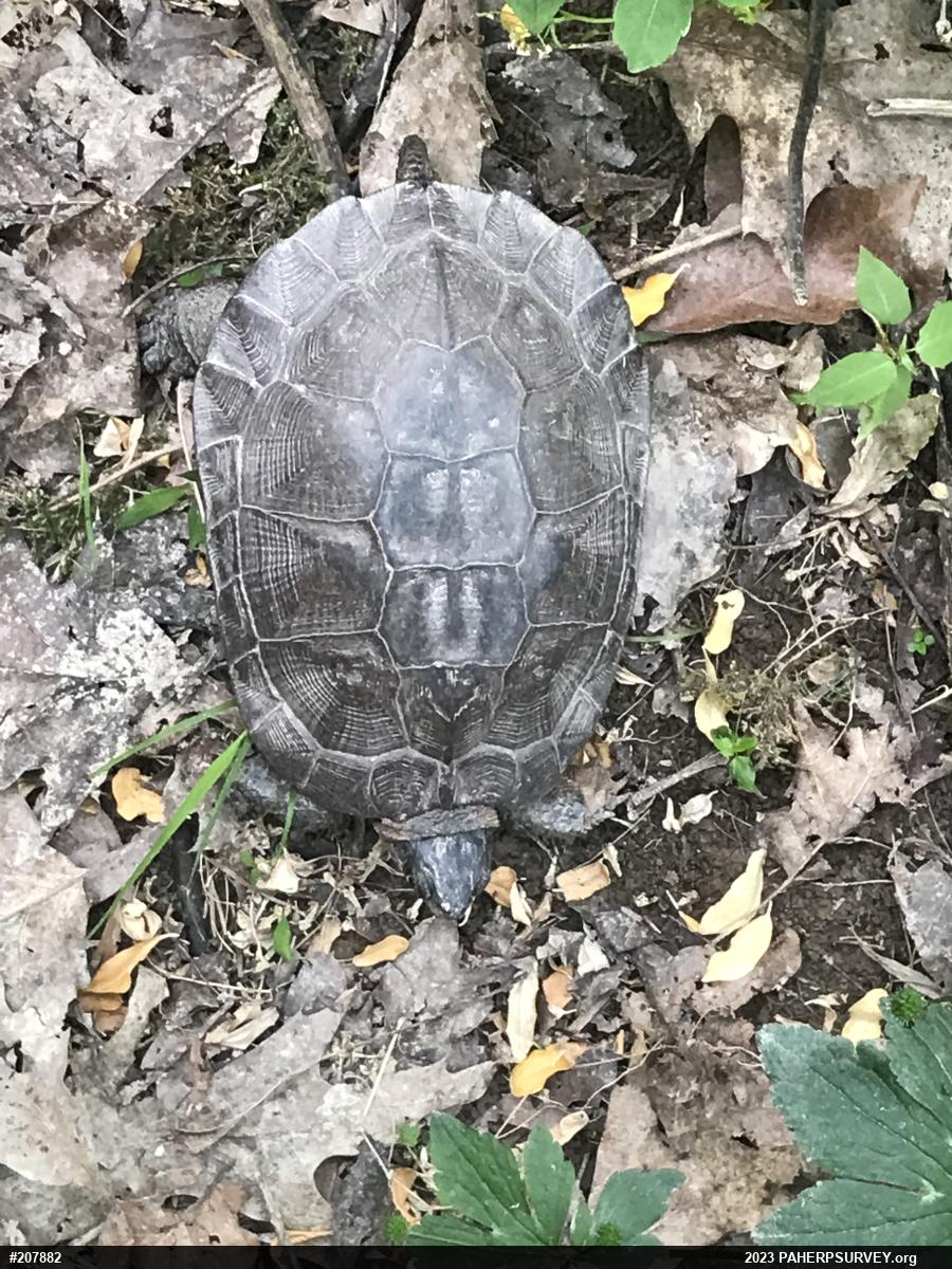 Wood Turtle