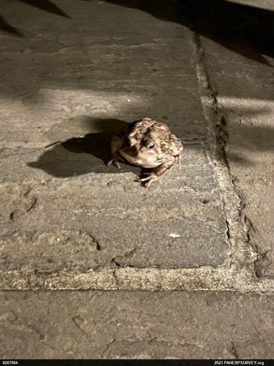 Eastern American Toad