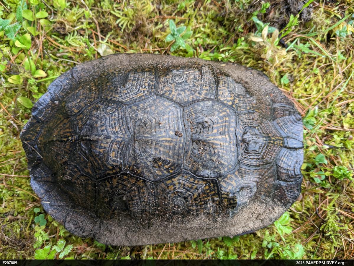 Wood Turtle
