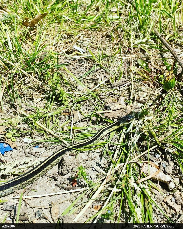 Eastern Gartersnake