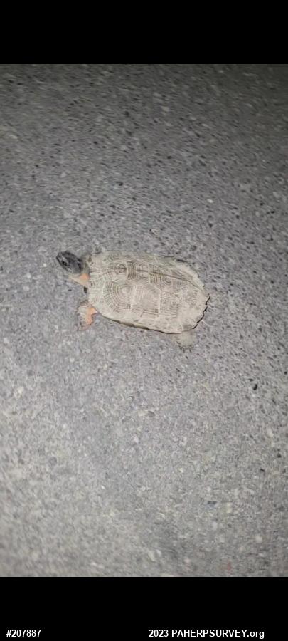 Wood Turtle