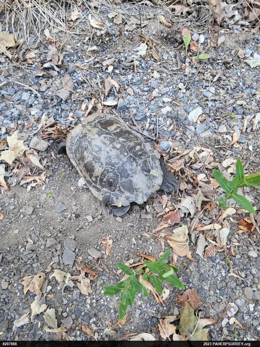 Wood Turtle