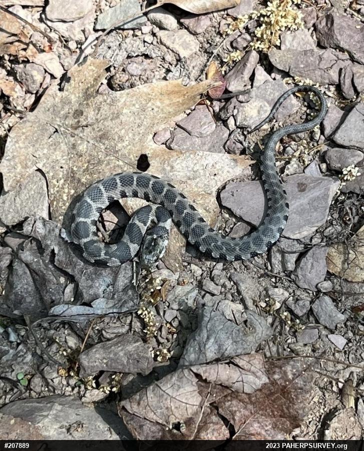 Northern Watersnake