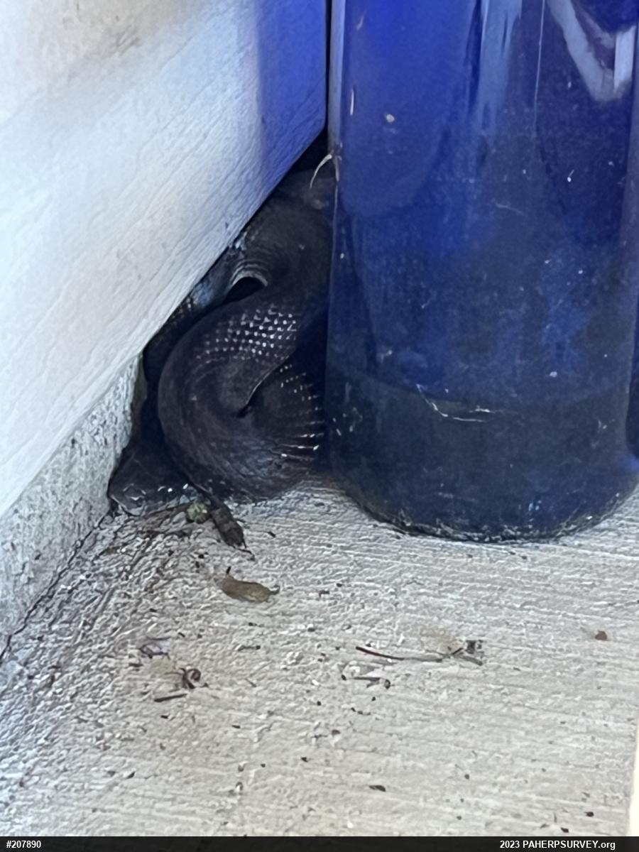 Eastern Ratsnake