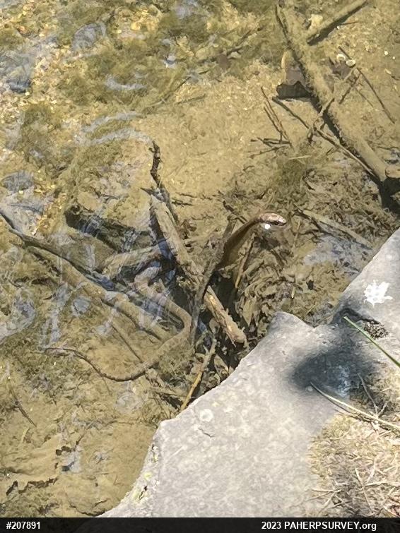 Northern Watersnake