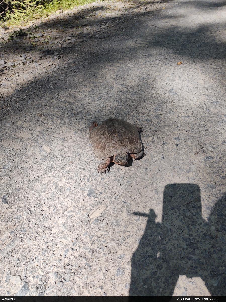 Wood Turtle