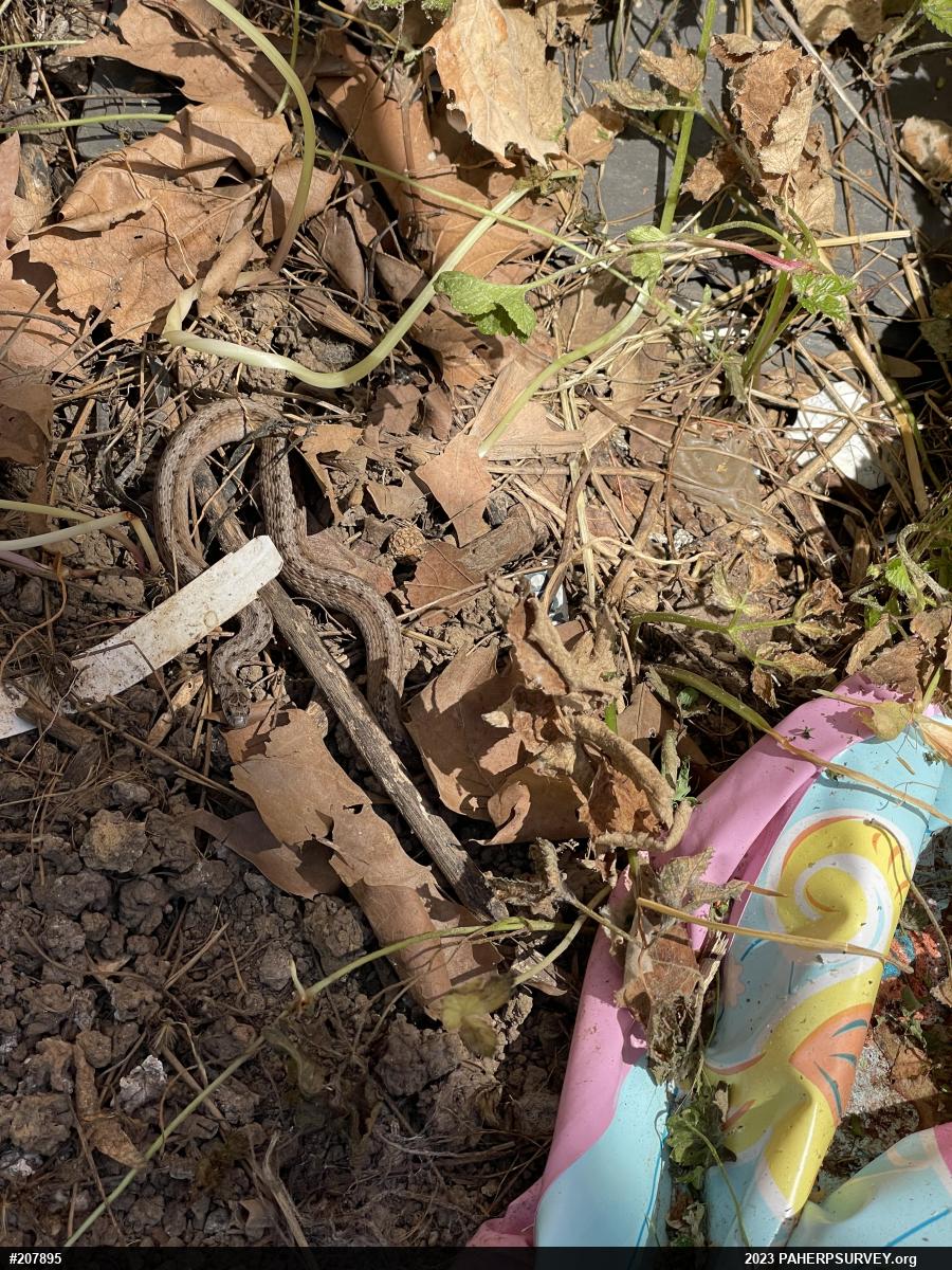 Dekay's Brownsnake