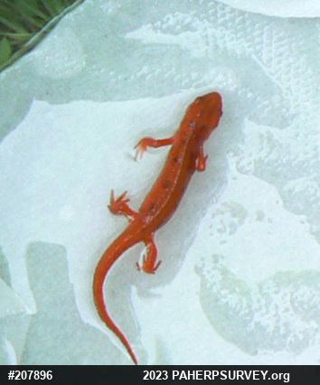 Red-spotted Newt