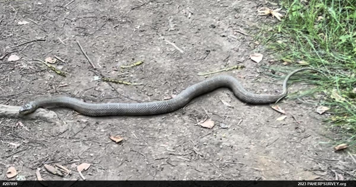 Northern Watersnake
