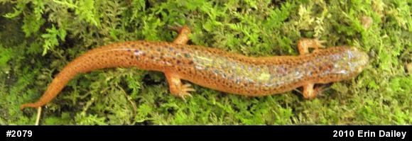 Northern Red Salamander