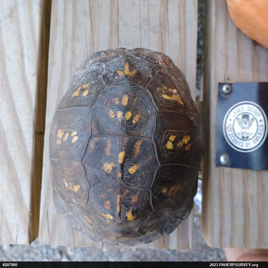 Eastern Box Turtle