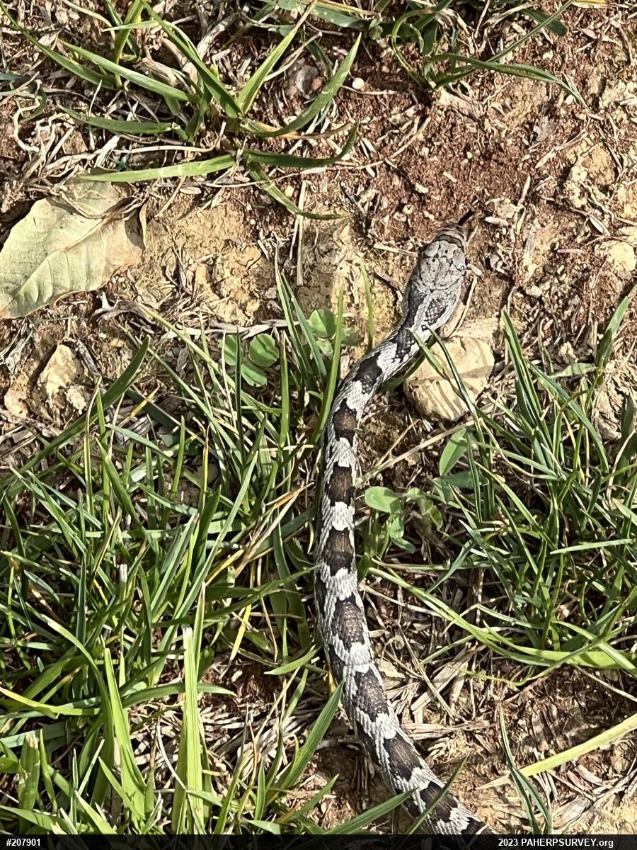 Eastern Ratsnake