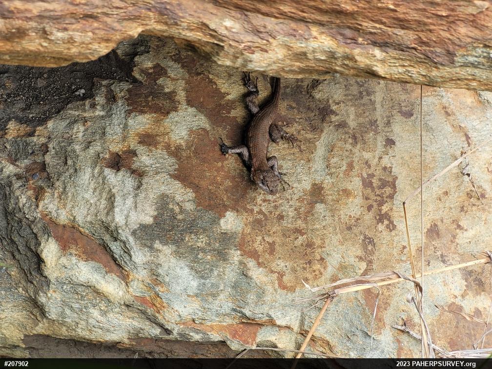 Eastern Fence Lizard