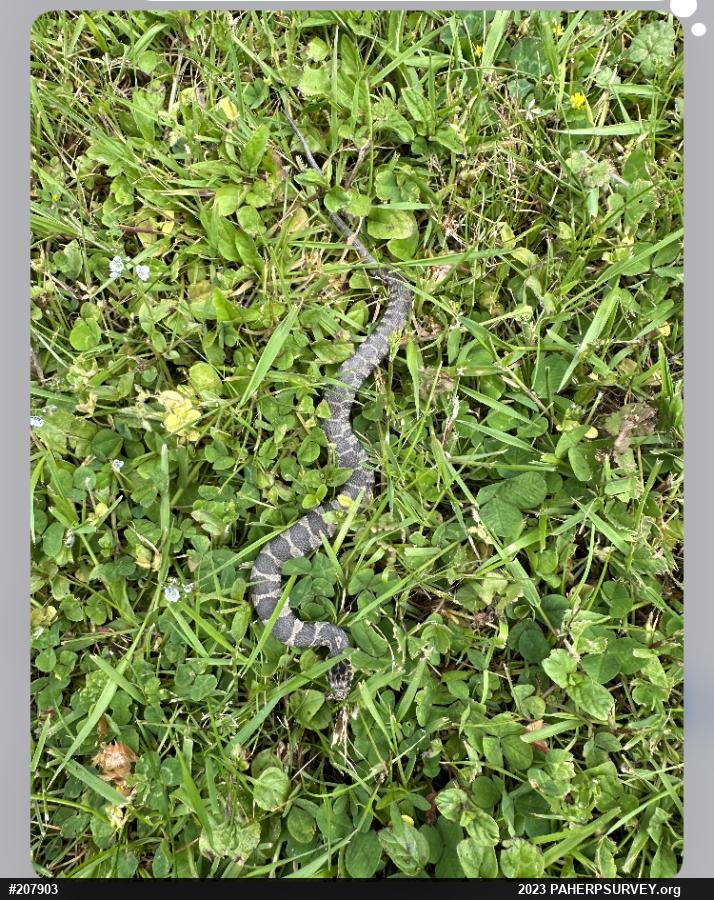 Northern Watersnake