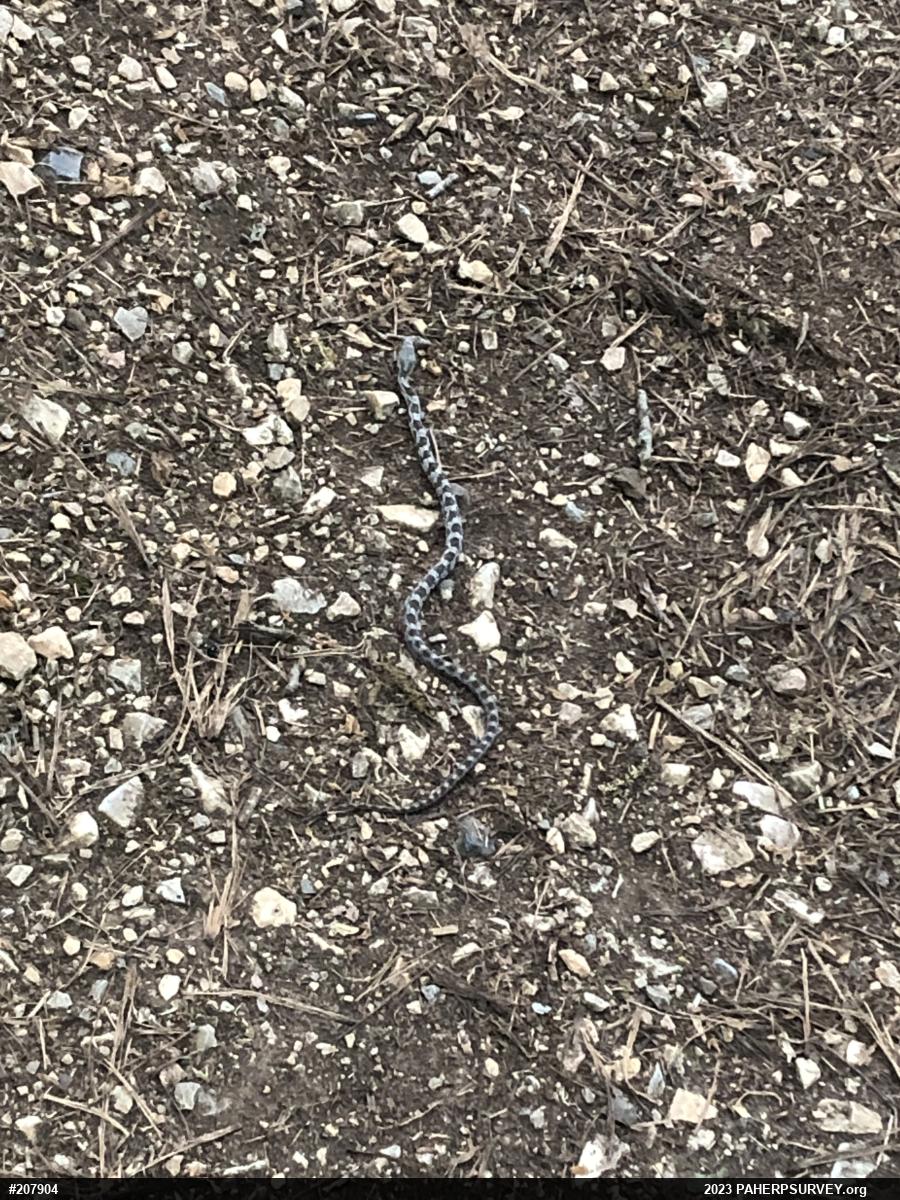 Eastern Ratsnake