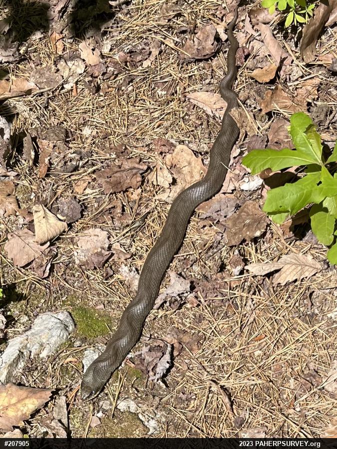 Eastern Hog-nosed Snake