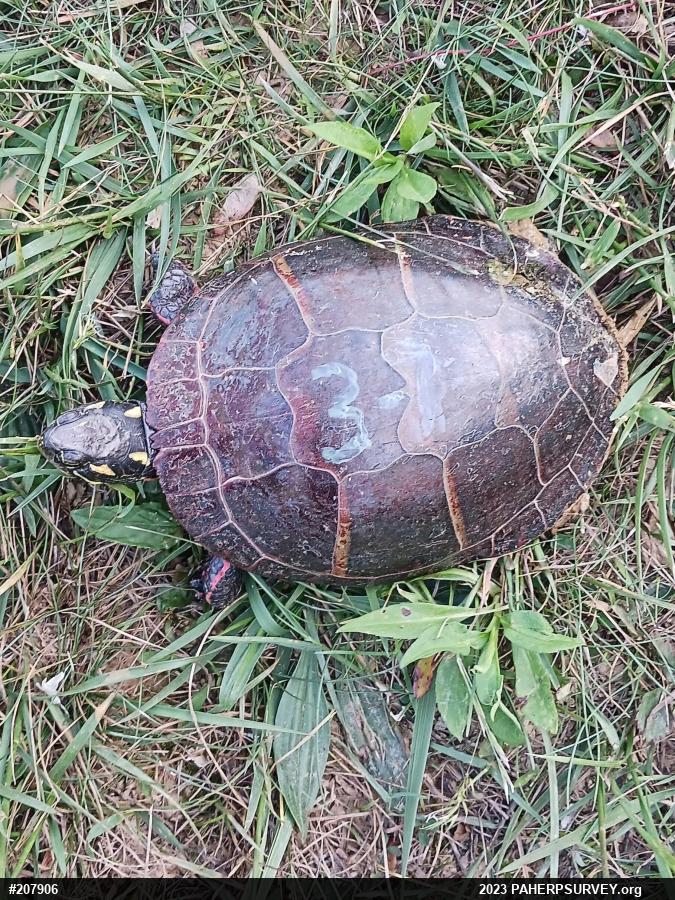 Painted Turtle