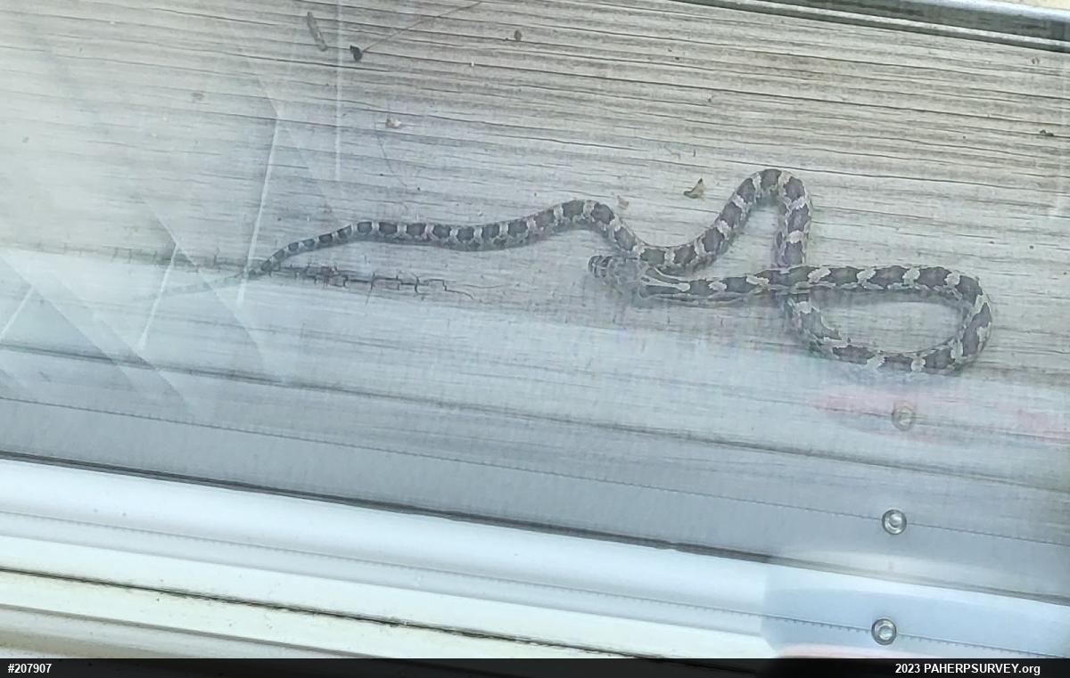 Eastern Ratsnake