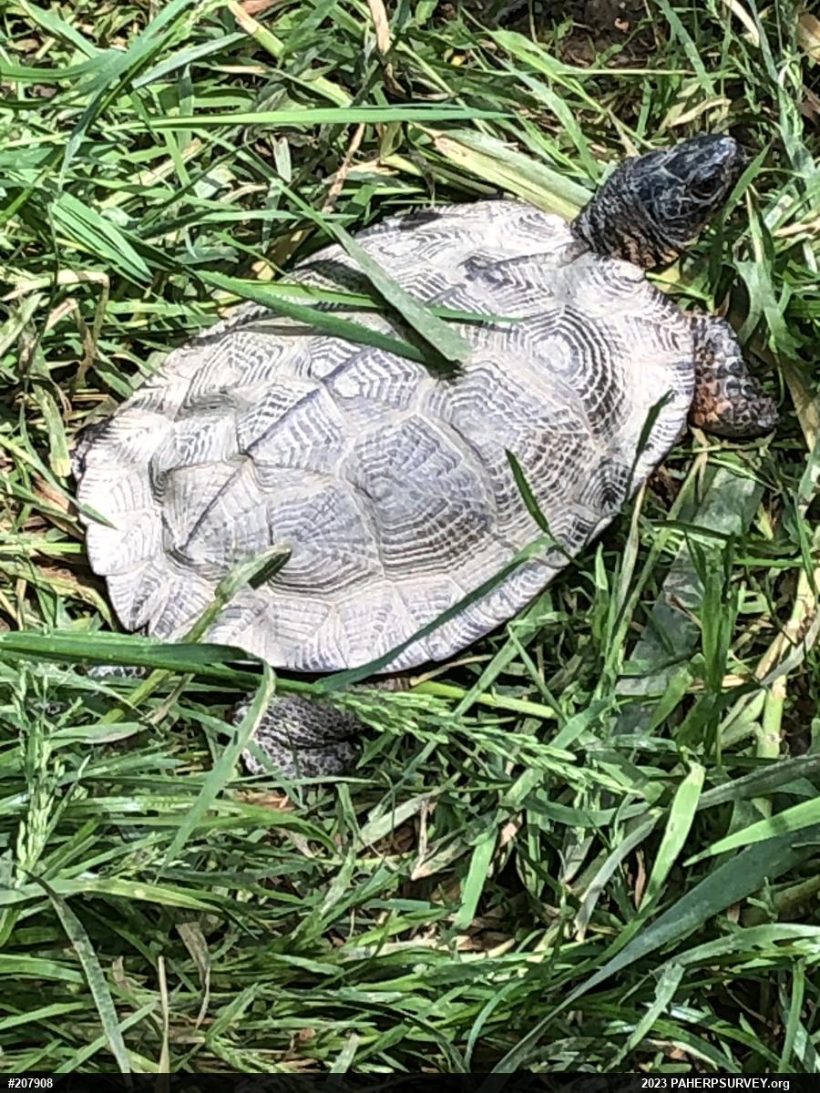 Wood Turtle