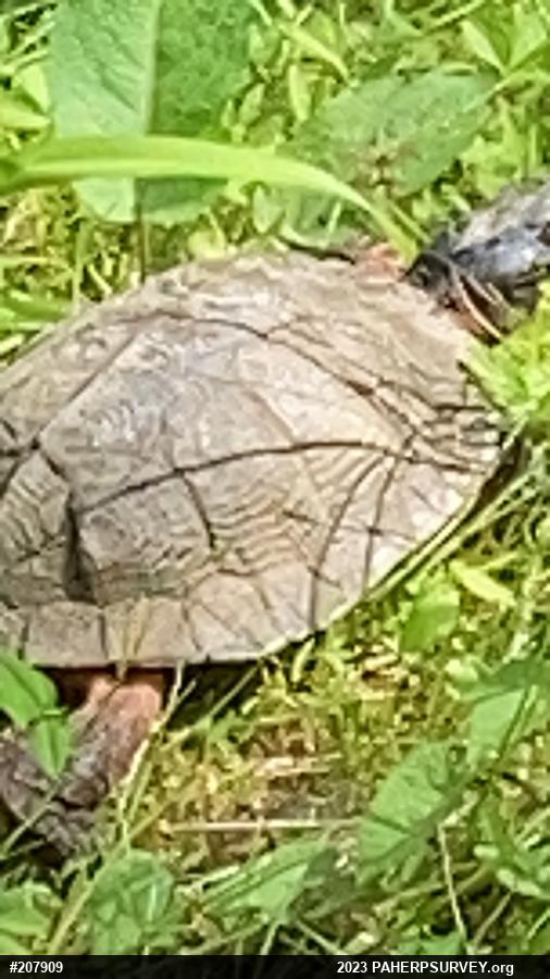 Wood Turtle