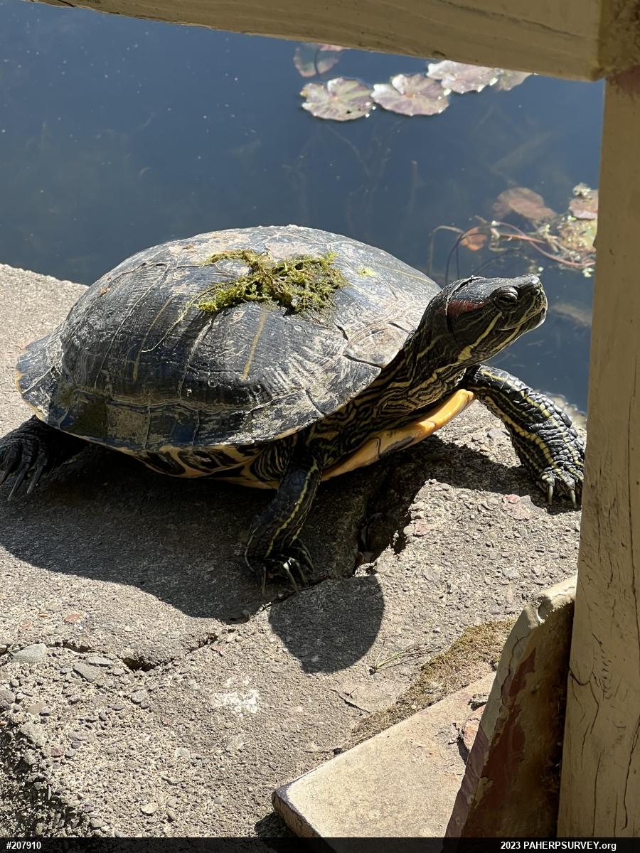 Red-eared Slider