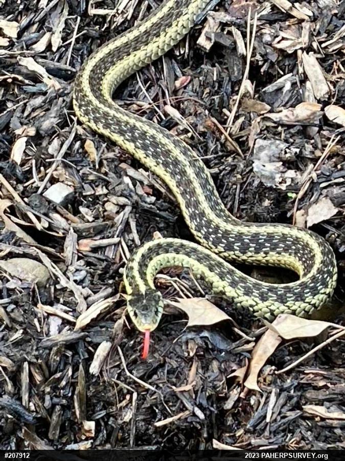 Eastern Gartersnake