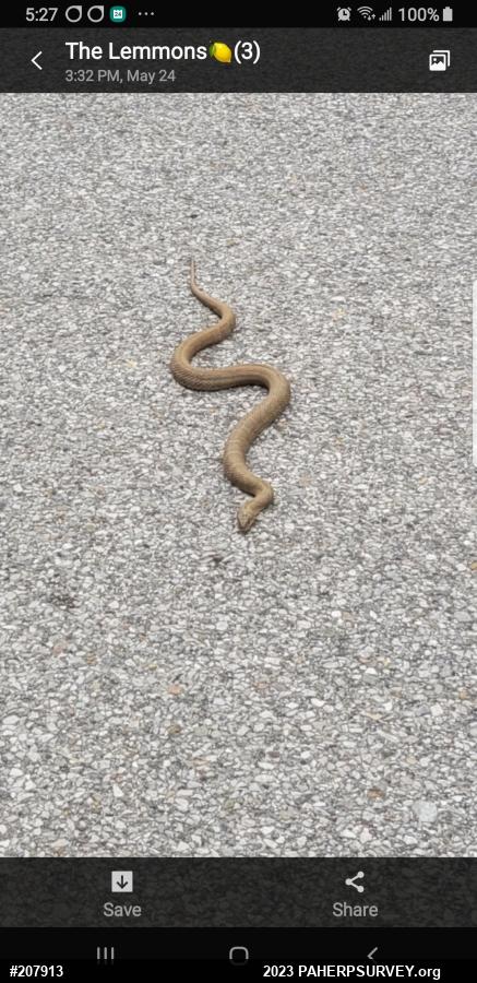 Northern Watersnake