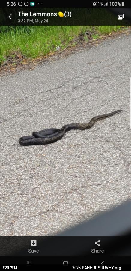 Eastern Ratsnake