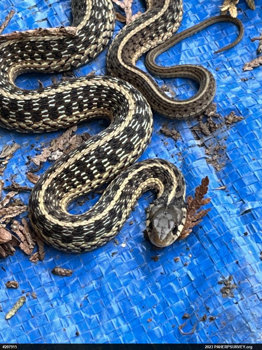Eastern Gartersnake