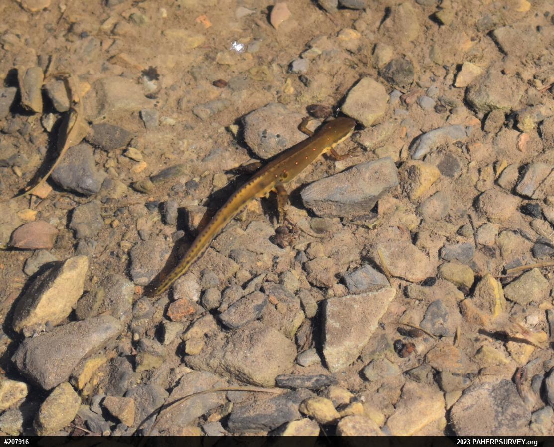Red-spotted Newt