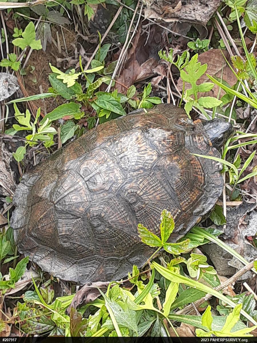 Wood Turtle