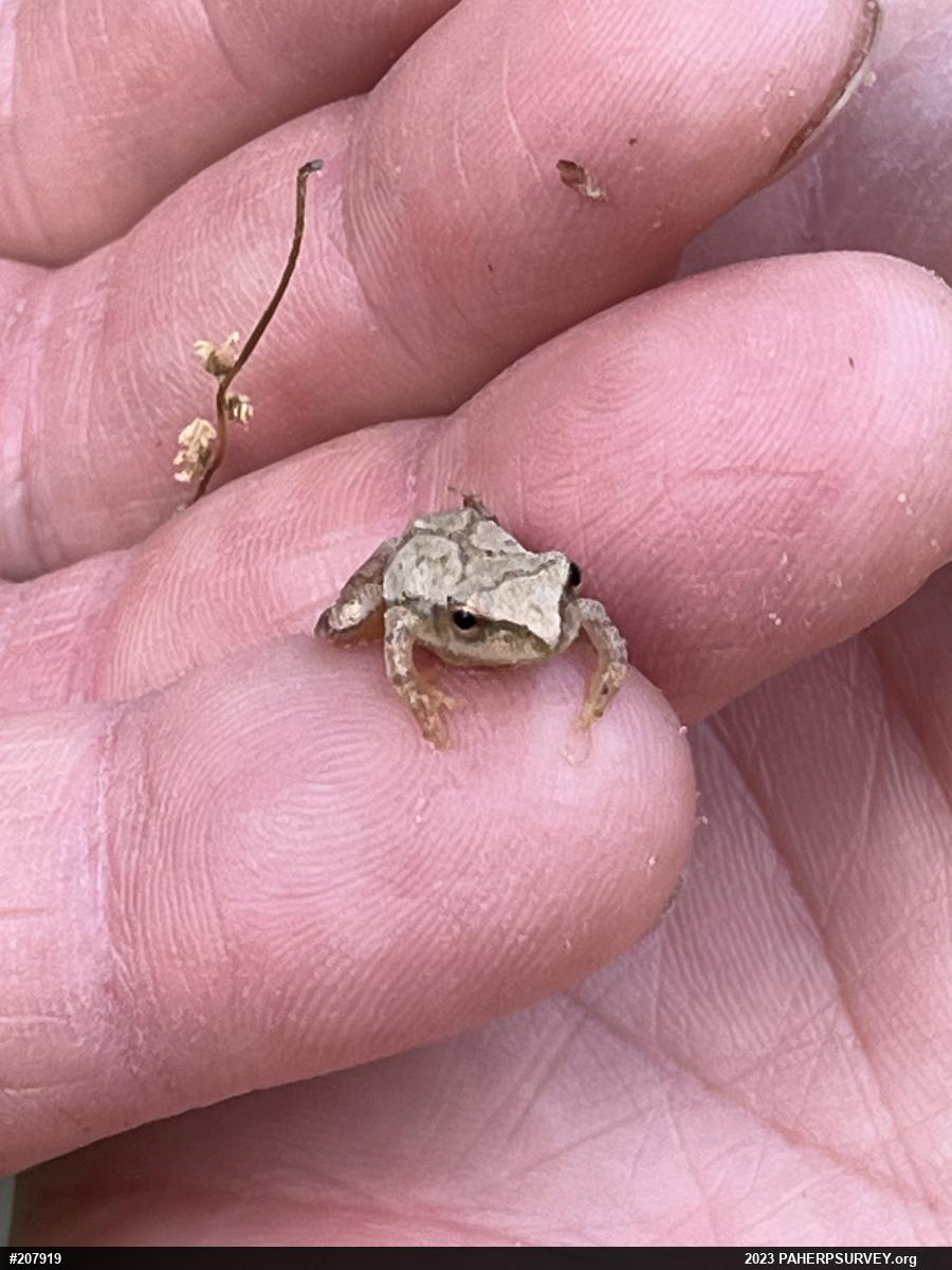 Spring Peeper