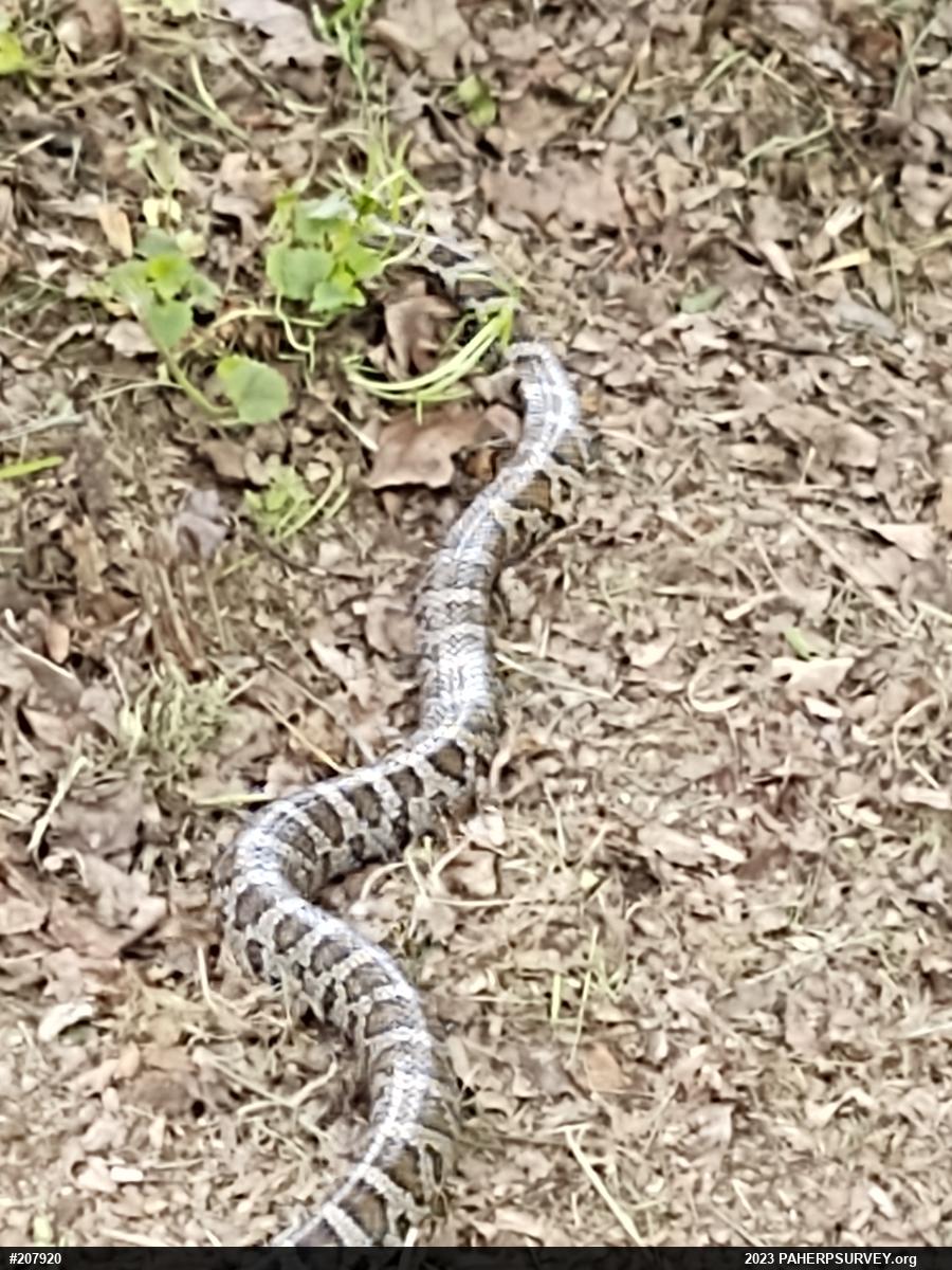 Eastern Milksnake