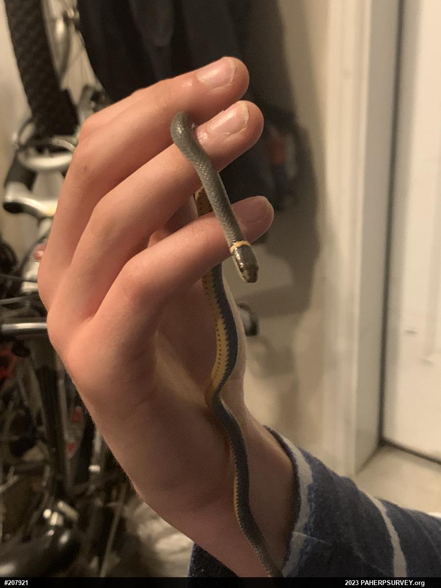 Northern Ring-necked Snake
