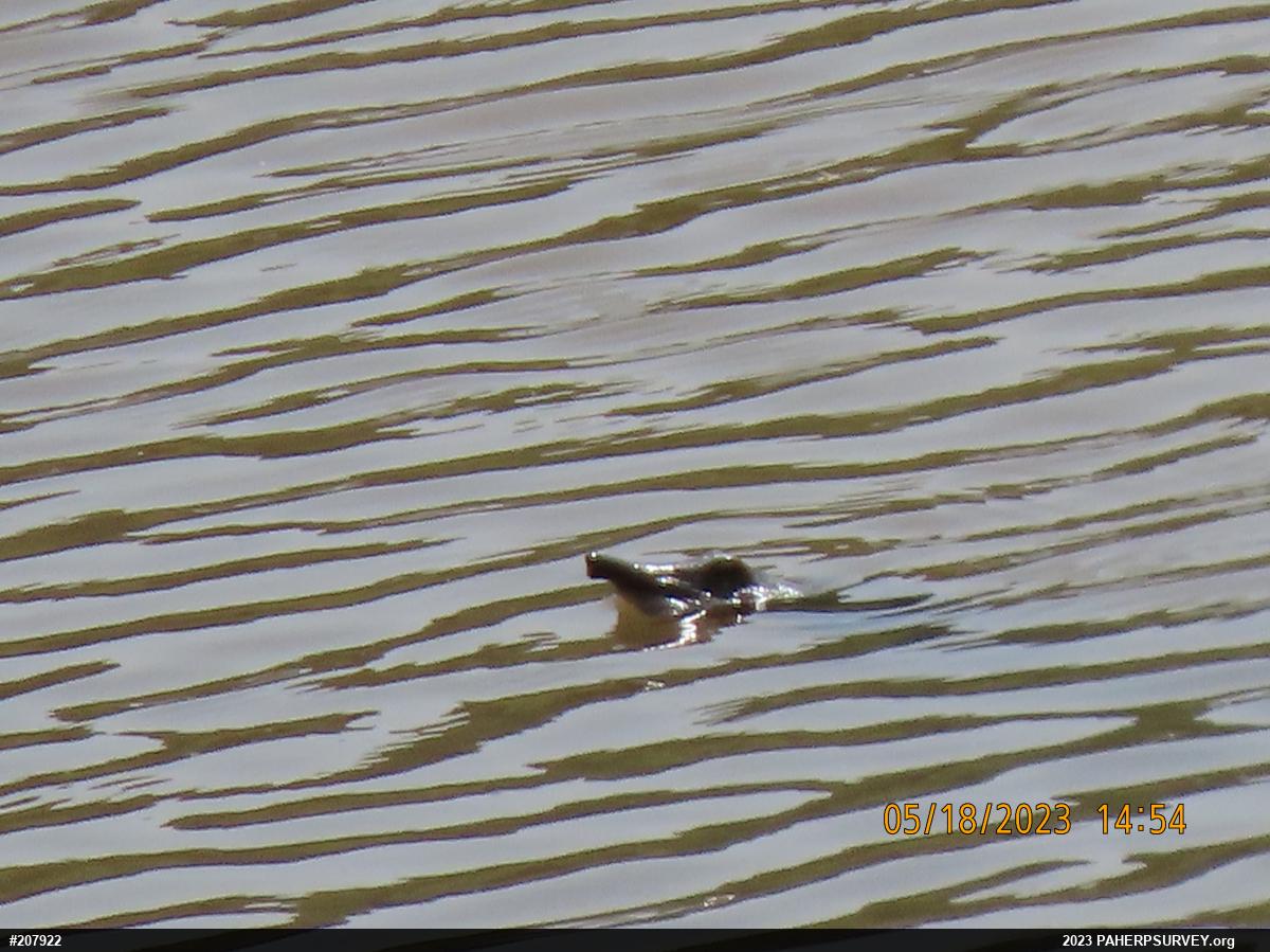 Eastern Spiny Softshell