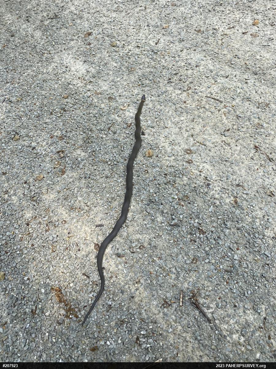 Northern Ring-necked Snake