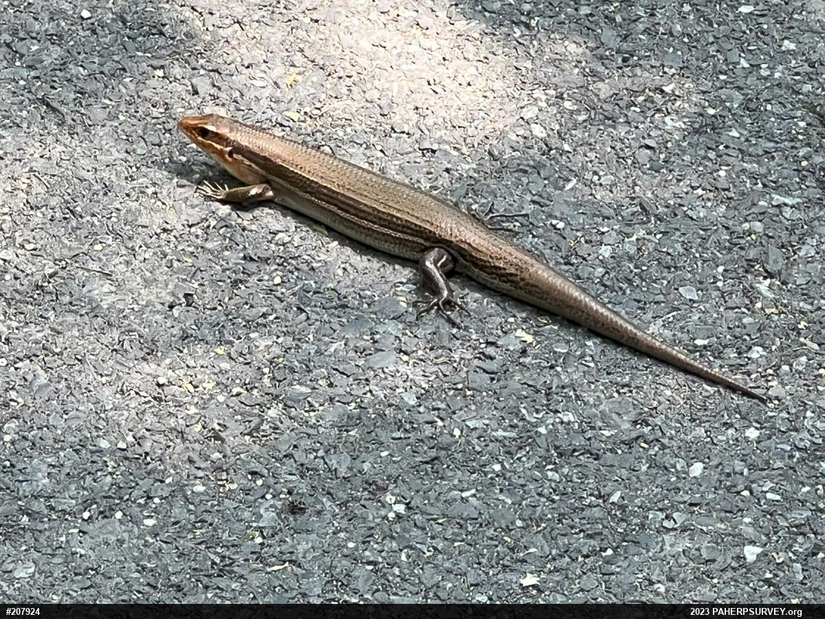 Broad-headed Skink