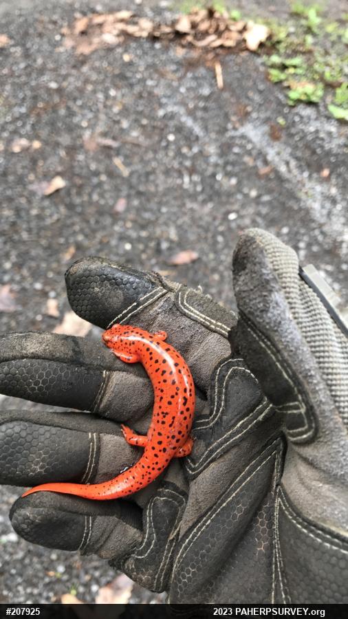 Northern Red Salamander