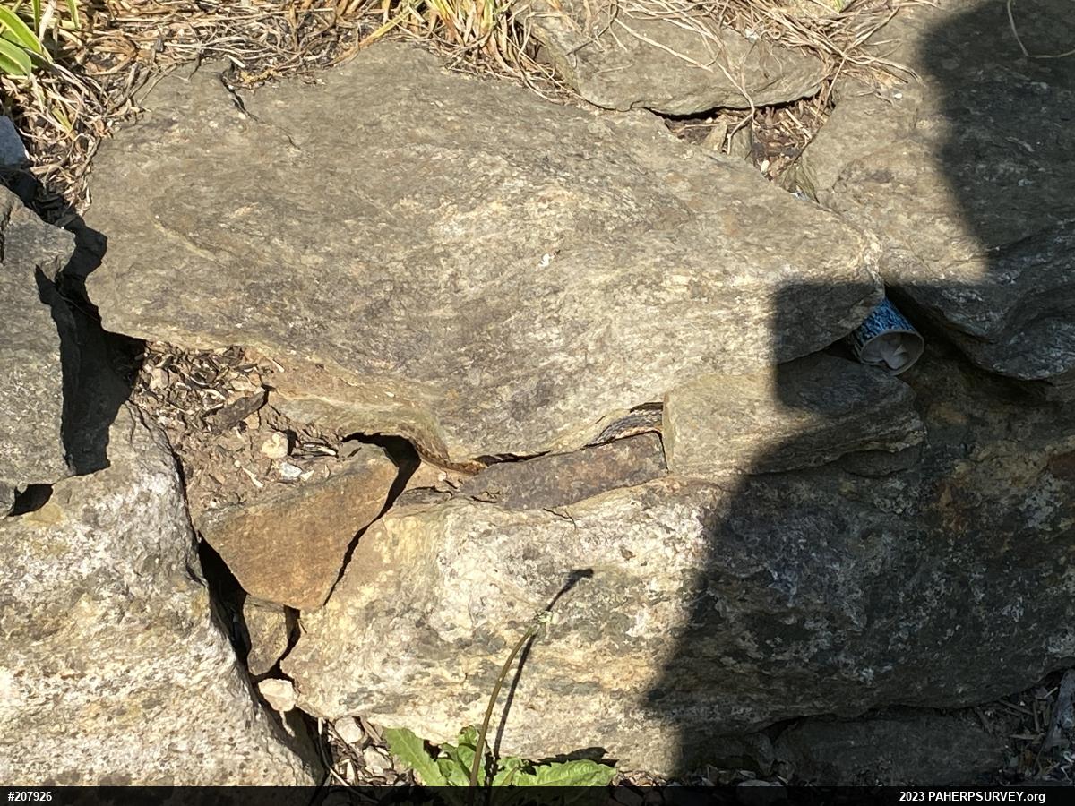 Eastern Gartersnake