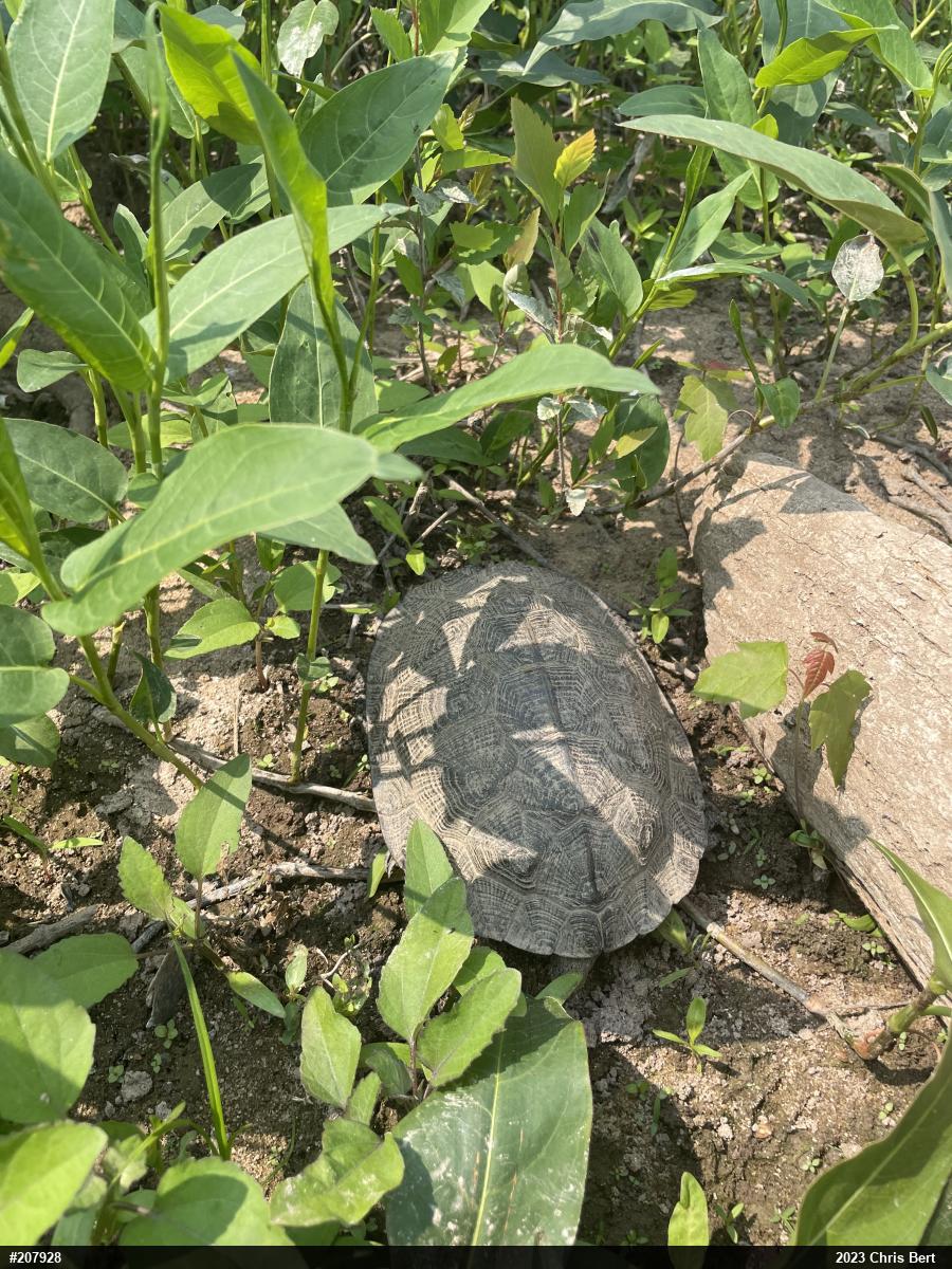 Wood Turtle
