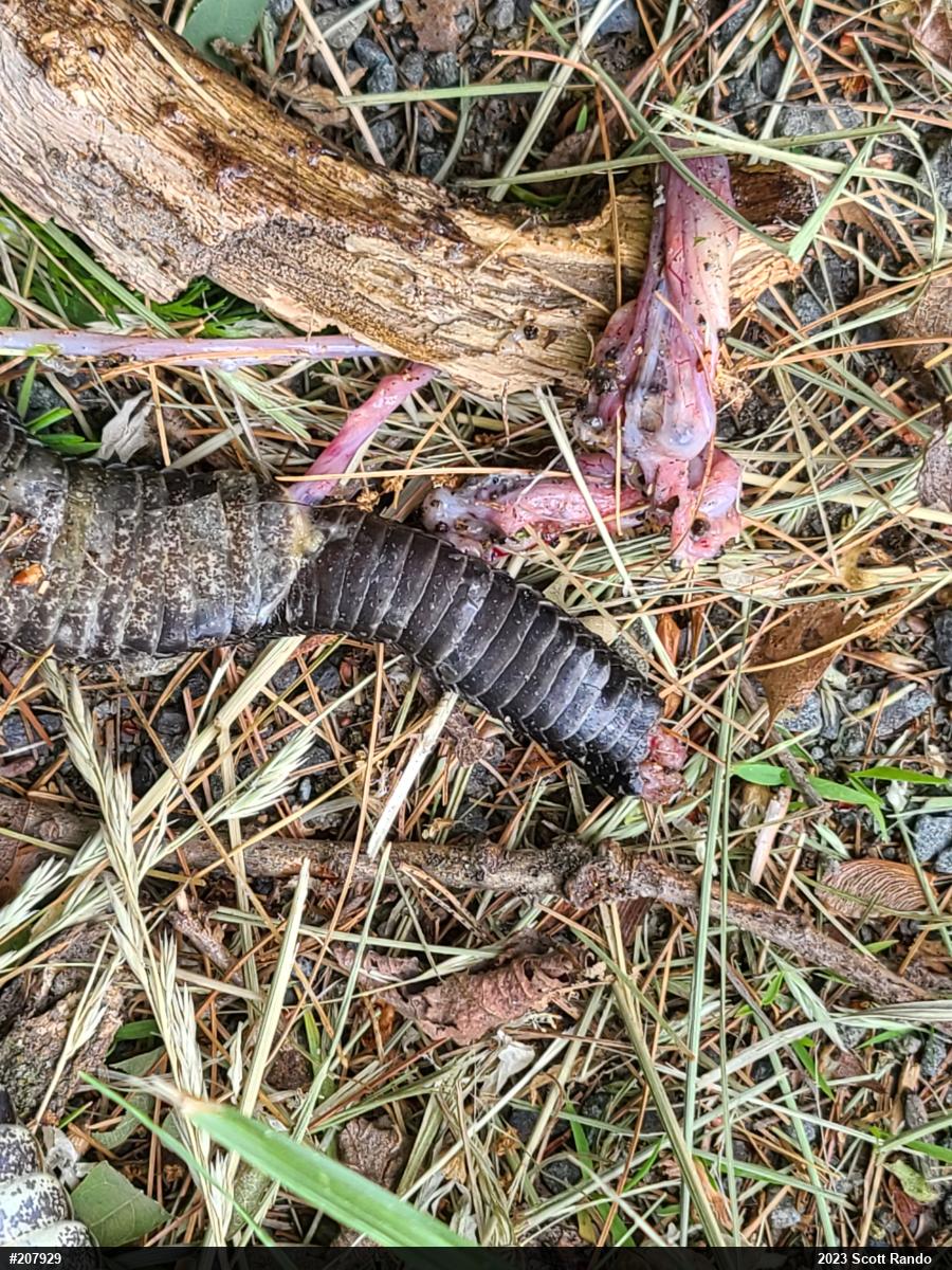 Timber Rattlesnake