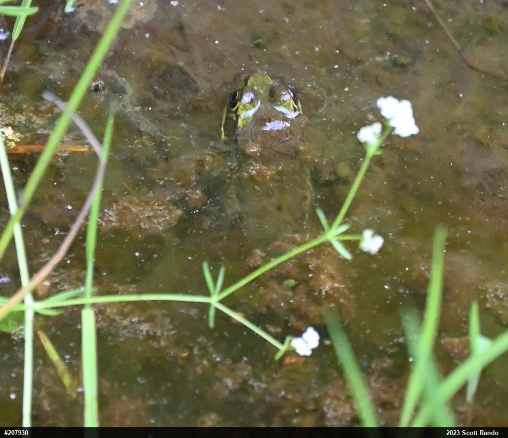 Green Frog