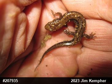 Allegheny Mountain Dusky Salamander