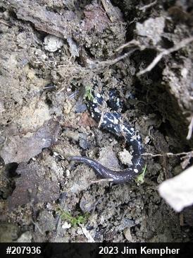 Northern Slimy Salamander