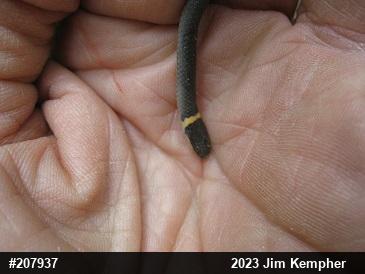 Northern Ring-necked Snake