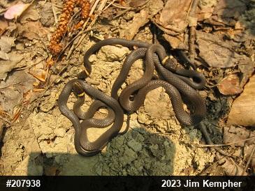 Northern Ring-necked Snake