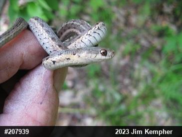 Eastern Gartersnake