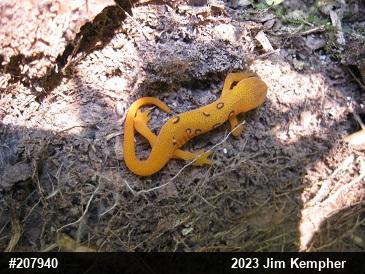 Red-spotted Newt
